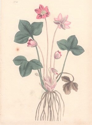 Oswald : Airs for the seasons - Hepatica : illustration